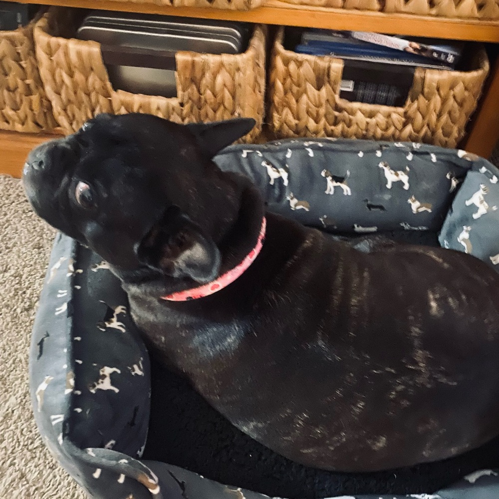 🐾Meet Ella! 🐾 NOT FOR SALE, EVER! - Picture 3 of 15